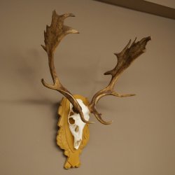 Cervo daino corna altezza 76 cm Cervo daino corna di cervo scudo intagliato 72.545