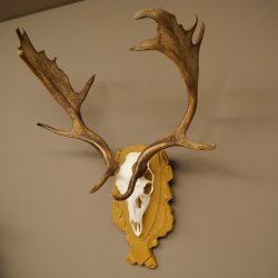 Cervo daino corna altezza 76 cm Cervo daino corna di cervo scudo intagliato 72.545