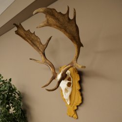Cervo daino corna altezza 76 cm Cervo daino corna di cervo scudo intagliato 72.545