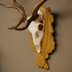 Cervo daino corna altezza 76 cm Cervo daino corna di cervo scudo intagliato 72.545