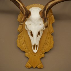 Cervo daino corna altezza 76 cm Cervo daino corna di cervo scudo intagliato 72.545