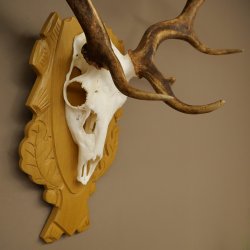 Cervo daino corna altezza 76 cm Cervo daino corna di cervo scudo intagliato 72.545
