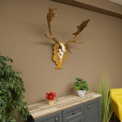 Cervo daino corna altezza 76 cm Cervo daino corna di cervo scudo intagliato 72.545