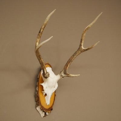 Sika-hertengewei Sika-hert HL 56 cm stangen hertengewei berkenhouten schild 70.1095