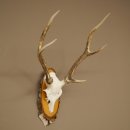 Corna di cervo sika Cervo sika HL 56 cm Corna di cervo...