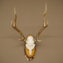 Sika-hertengewei Sika-hert HL 56 cm stangen hertengewei berkenhouten schild 70.1095