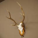 Sika-hertengewei Sika-hert HL 56 cm stangen hertengewei berkenhouten schild 70.1095