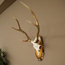 Sika-hertengewei Sika-hert HL 56 cm stangen hertengewei berkenhouten schild 70.1095