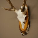 Sika-hertengewei Sika-hert HL 56 cm stangen hertengewei berkenhouten schild 70.1095