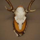 Sika-hertengewei Sika-hert HL 56 cm stangen hertengewei berkenhouten schild 70.1095