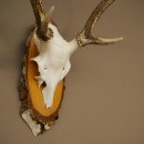 Sika-hertengewei Sika-hert HL 56 cm stangen hertengewei berkenhouten schild 70.1095