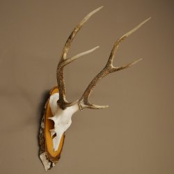 Sika-hertengewei Sika-hert HL 56 cm stangen hertengewei berkenhouten schild 70.1095