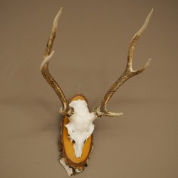 Sika-hertengewei Sika-hert HL 56 cm stangen hertengewei berkenhouten schild 70.1095