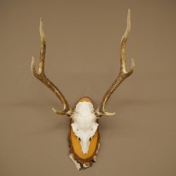 Sika-hertengewei Sika-hert HL 56 cm stangen hertengewei berkenhouten schild 70.1095