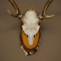 Sika-hertengewei Sika-hert HL 56 cm stangen hertengewei berkenhouten schild 70.1095