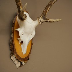 Sika-hertengewei Sika-hert HL 56 cm stangen hertengewei berkenhouten schild 70.1095