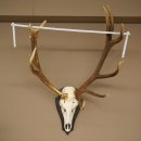 Corna di cervo rosso 6 punte Altezza 59 cm Corna di cervo...