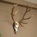 Cuernos de ciervo rojo 6 puntas Altura 59 cm Cuernos de ciervo Cuernos tallados con placa de trofeo 70.1031