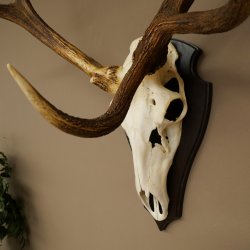 Cuernos de ciervo rojo 6 puntas Altura 59 cm Cuernos de ciervo Cuernos tallados con placa de trofeo 70.1031