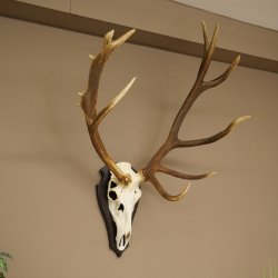 Cuernos de ciervo rojo 6 puntas Altura 59 cm Cuernos de ciervo Cuernos tallados con placa de trofeo 70.1031