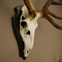 Cuernos de ciervo rojo 6 puntas Altura 59 cm Cuernos de ciervo Cuernos tallados con placa de trofeo 70.1031