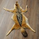 Chabraques Tapis en peau de chacal Chabraque chacal...