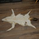 Alfombras Alfombra de piel de chacal Alfombra de chacal África 87.109.4