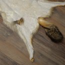 Alfombras Alfombra de piel de chacal Alfombra de chacal África 87.109.4