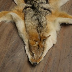 Alfombras Alfombra de piel de chacal Alfombra de chacal África 87.109.4