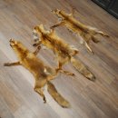 3 Red Fox Skins, Length 102–129 cm, Prepared, Decorative