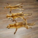 3 Red Fox Skins, Length 102–129 cm, Prepared, Decorative