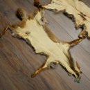 3 Red Fox Skins, Length 102–129 cm, Prepared, Decorative