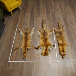 3 Red Fox Skins, Length 102–129 cm, Prepared, Decorative