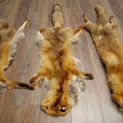 3 Red Fox Skins, Length 102–129 cm, Prepared, Decorative