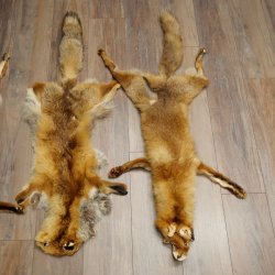 3 Red Fox Skins, Length 102–129 cm, Prepared, Decorative