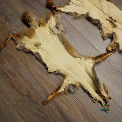 3 Red Fox Skins, Length 102–129 cm, Prepared, Decorative