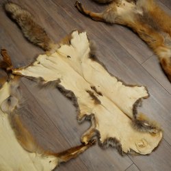 3 Red Fox Skins, Length 102–129 cm, Prepared, Decorative