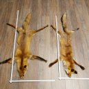 Pelle di volpe, 2 pezzi, pelle di volpe rossa, lunghezza 122-126 cm, tappetino preparato, decorazione