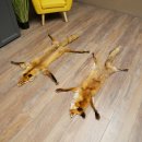 Pelle di volpe, 2 pezzi, pelle di volpe rossa, lunghezza 122-126 cm, tappetino preparato, decorazione