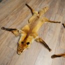 Pelle di volpe, 2 pezzi, pelle di volpe rossa, lunghezza 122-126 cm, tappetino preparato, decorazione