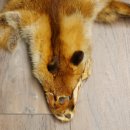 Pelle di volpe, 2 pezzi, pelle di volpe rossa, lunghezza 122-126 cm, tappetino preparato, decorazione