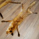 Pelle di volpe, 2 pezzi, pelle di volpe rossa, lunghezza 122-126 cm, tappetino preparato, decorazione