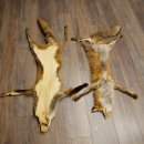 Pelle di volpe, 2 pezzi, pelle di volpe rossa, lunghezza 122-126 cm, tappetino preparato, decorazione