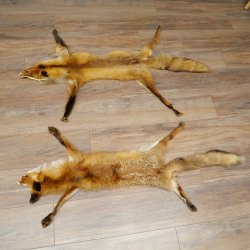 Pelle di volpe, 2 pezzi, pelle di volpe rossa, lunghezza 122-126 cm, tappetino preparato, decorazione