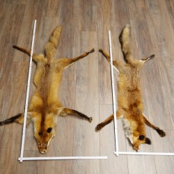 Pelle di volpe, 2 pezzi, pelle di volpe rossa, lunghezza 122-126 cm, tappetino preparato, decorazione