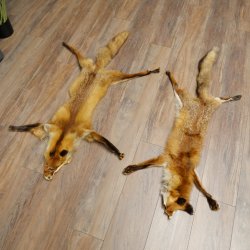 Pelle di volpe, 2 pezzi, pelle di volpe rossa, lunghezza 122-126 cm, tappetino preparato, decorazione