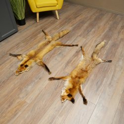 Pelle di volpe, 2 pezzi, pelle di volpe rossa, lunghezza 122-126 cm, tappetino preparato, decorazione