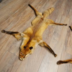 Pelle di volpe, 2 pezzi, pelle di volpe rossa, lunghezza 122-126 cm, tappetino preparato, decorazione