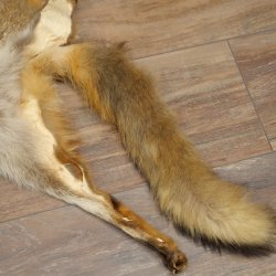 Pelle di volpe, 2 pezzi, pelle di volpe rossa, lunghezza 122-126 cm, tappetino preparato, decorazione