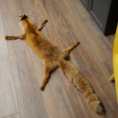 Fuchsfell Rotfuchsfell Fuchs Fell Länge 140 cm Vorleger präpariert Deko